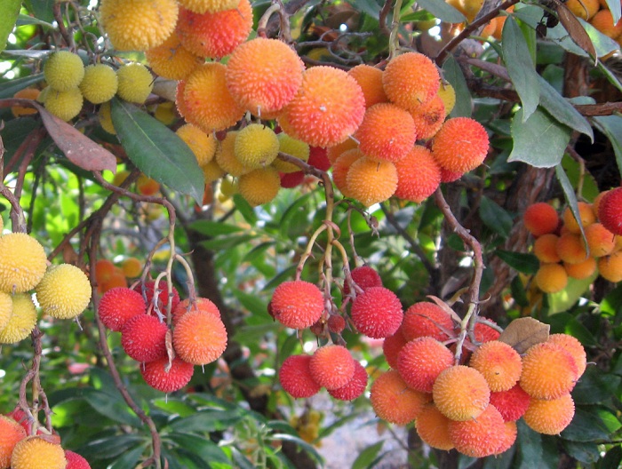 สตรอเบอรี่ต้น - Strawberry Tree