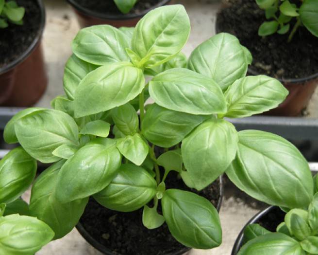 โหระพาใบใหญ่ - Italian Large Leaf Sweet Basil