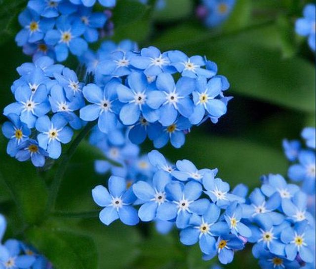 ดอกอย่าลืมฉัน - Forget Me Not Flower