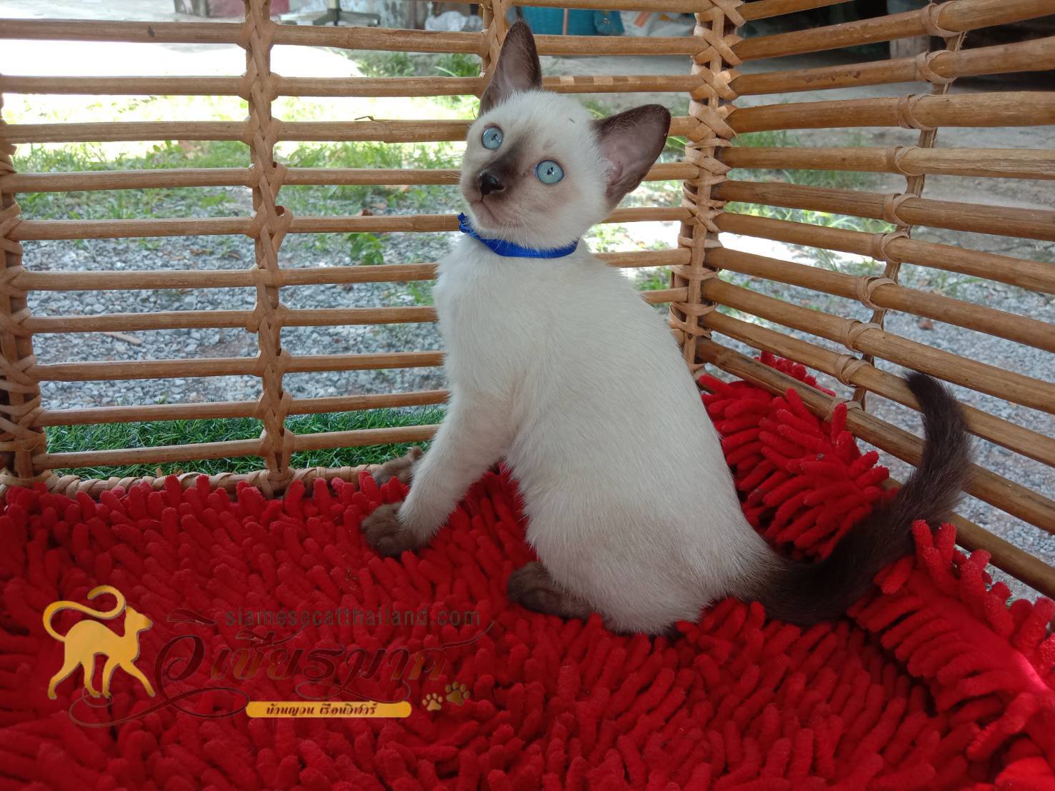 ลูกแมววิเชียรมาศรุ่น 8/2568