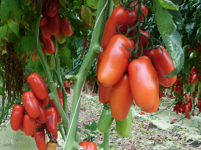 มะเขือเทศซานมาซาโน่ - San Marzano tomato