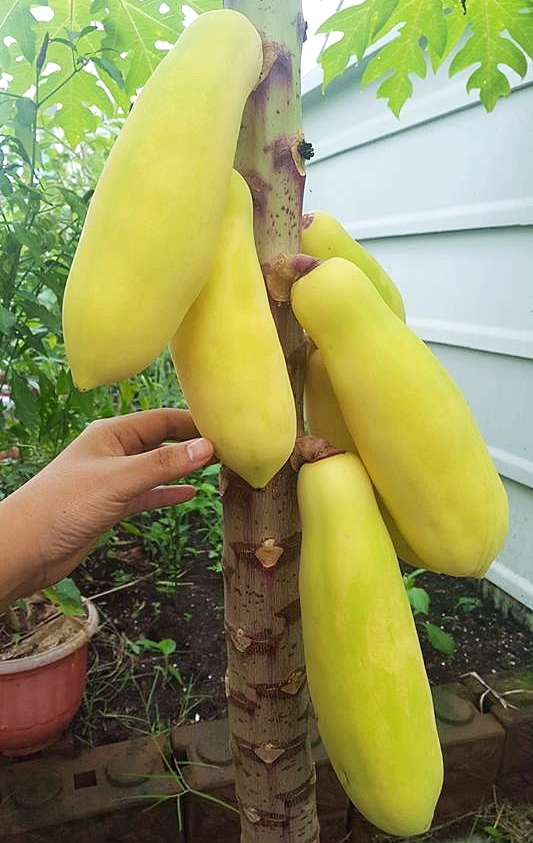มะละกอเหลืองกระบี่ - Golden Papaya
