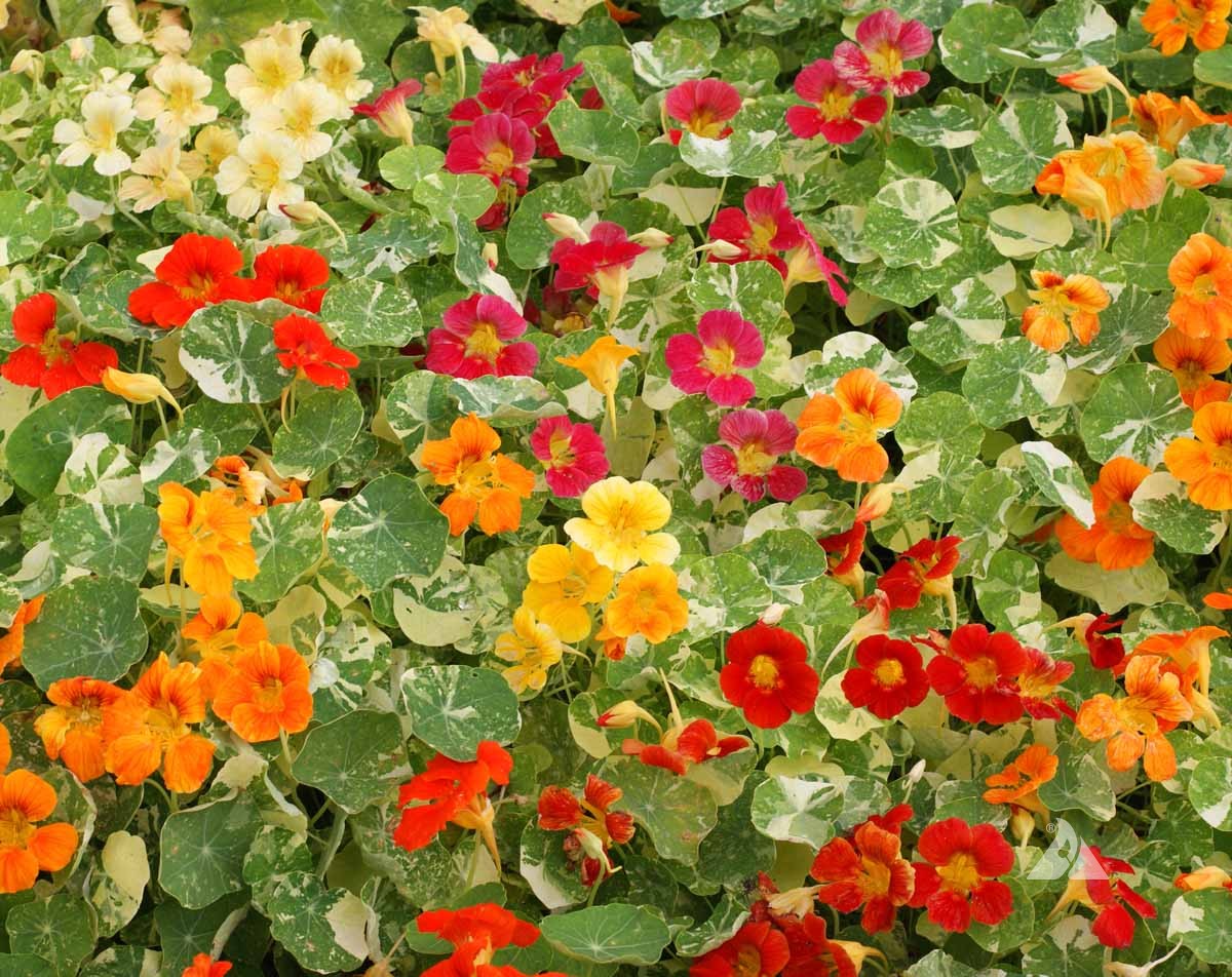 ดอกแนสเทอร์เที่ยม อลาสก้า คละสี - Alaska Mix Nasturtium (ดอกใบกินได้)