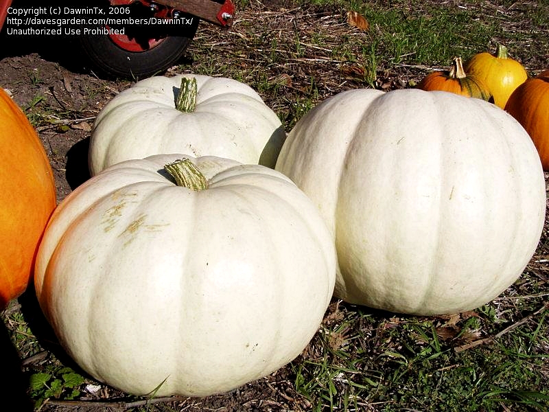 เมล็ดพันธุ์ ฟักทองขาว ลูมิน่า - Lumina Pumpkin Seed