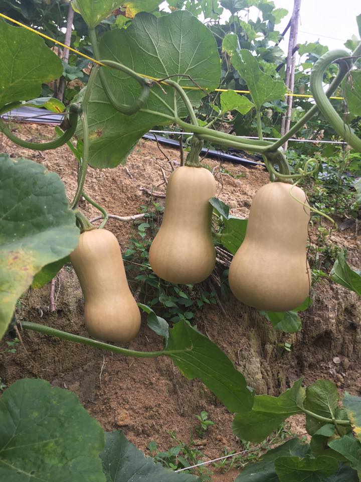 (Whole 1 LB) บัตเตอร์นัท - Waltham Butternut Squash