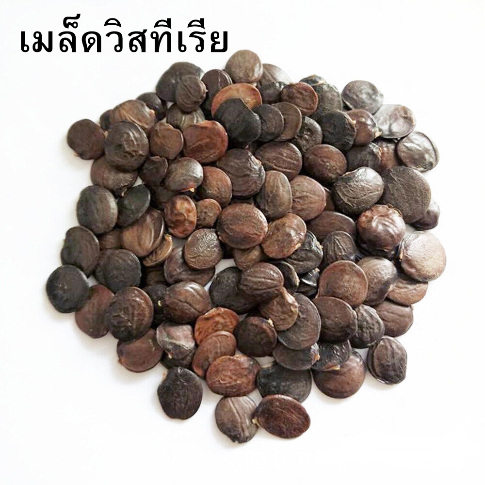 วิสทีเรียสีม่วง - Purple Wisteria