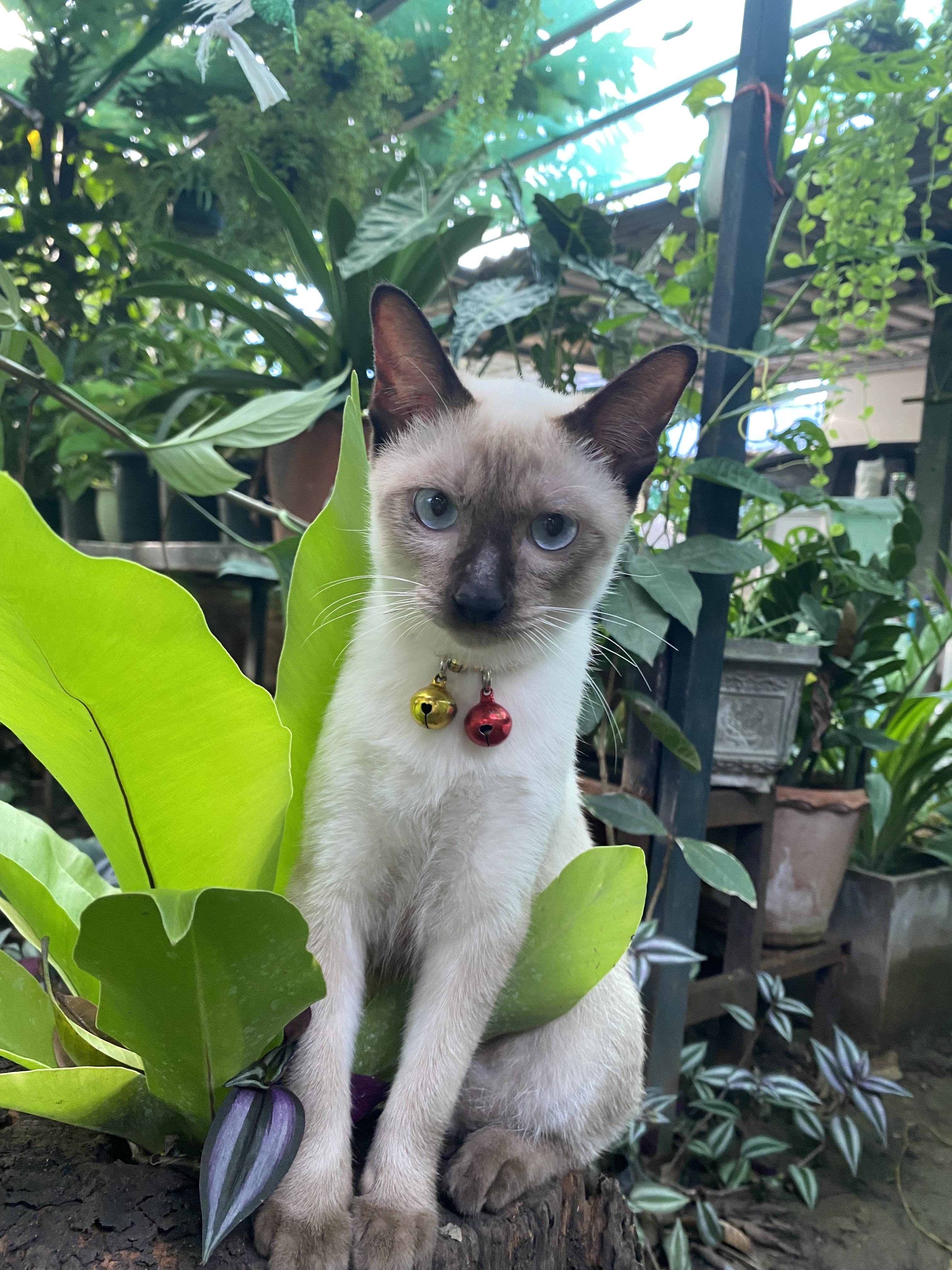 เศรษฐี # สาวน้อยวิเชียรมาศ