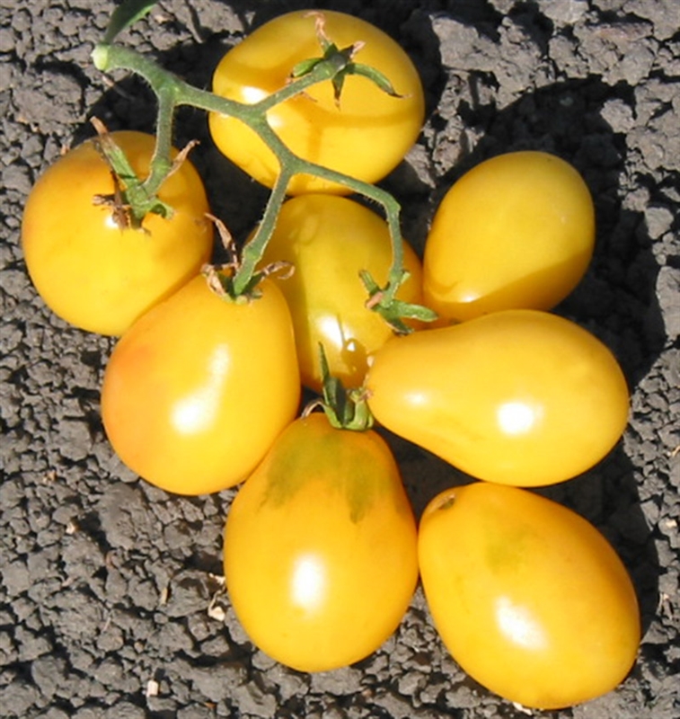มะเขือเทศพลัม - Yellow Plum Tomato
