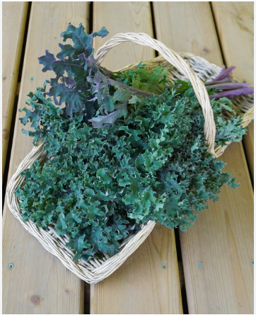 เคล เมดูซ่า - Medusa Kale Seed