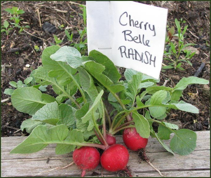 (Whole 1 Oz) เรดิชเชอรี่ - Cherry Belle Radish