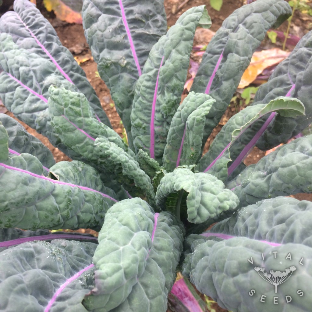 เมล็ดพันธุ์ เคลแดซลิ่งบูล - Dazzling Blue Kale Seed