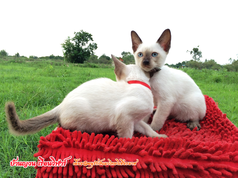 น้องแมว 16/8/2558