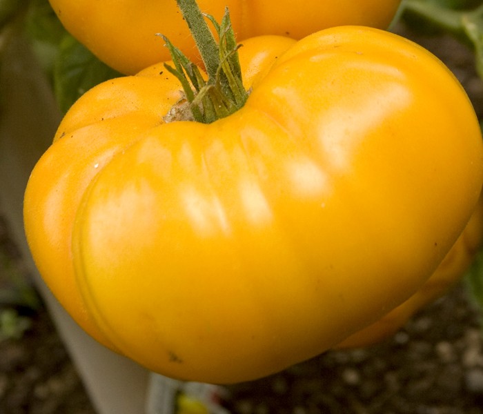 มะเขือเทศ แบนดี้ไวน์สีเหลือง - Yellow Brandywine Tomato
