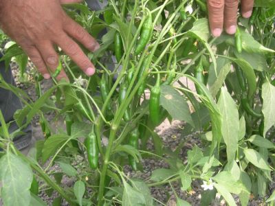 (Whole 1 Oz.) พริกเซอราโน่ - Serrano Pepper