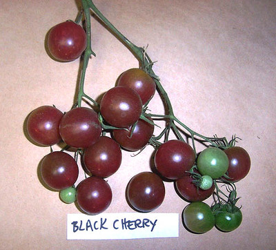 มะเขือเทศเชอรี่สีดำ - Black Cherry Tomato