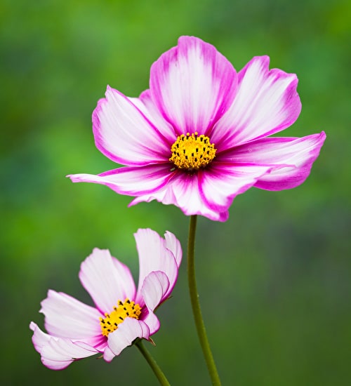 ดอกดาวกระจายแคนดี้สตริป - Cosmos Flower