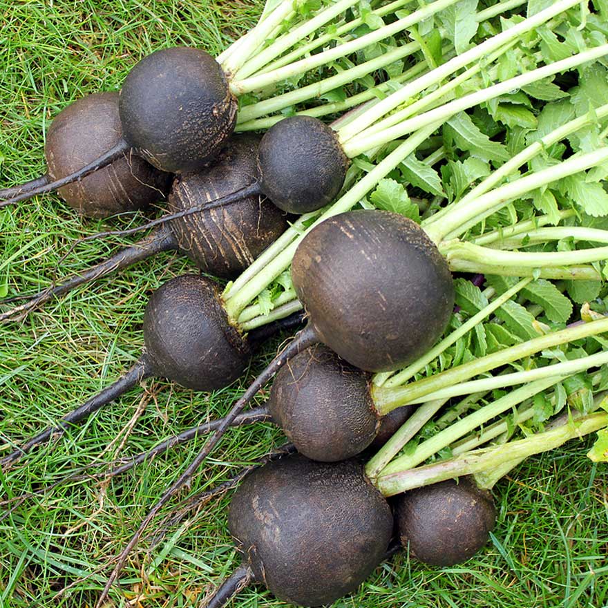 เรดิส สีดำ - Black Spanish Radish
