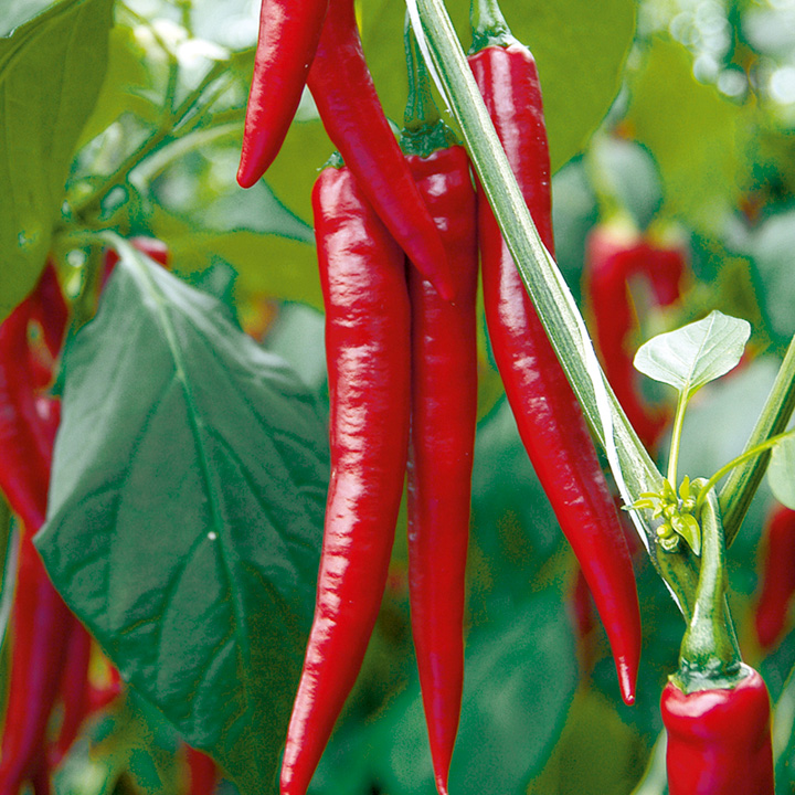 พริกคาเยน - Long Slim Cayenne Pepper