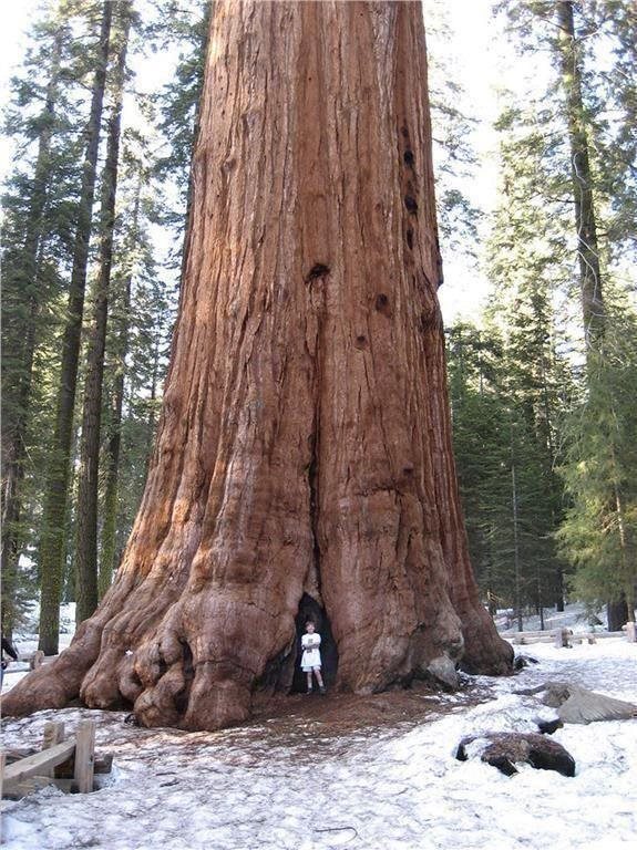 ต้นสนยักษ์ ซีคัวญา - Giant Sequoia Tree