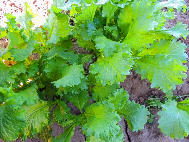 วาซาบิ มัสตาร์ด - Mustard Wasabi