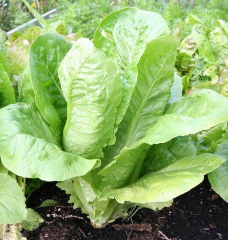 ผักสลัด ปารีสไอแลนด์ - Parris Island Cos Romaine Lettuce