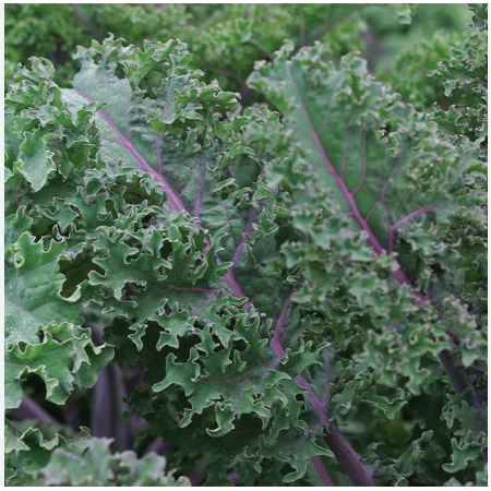 เคล เมดูซ่า - Medusa Kale Seed