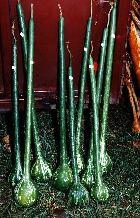 น้ำเต้า เอ็กซ์ตร้าดิปเปอร์ - Xtra Long Handled Dipper Gourd F1