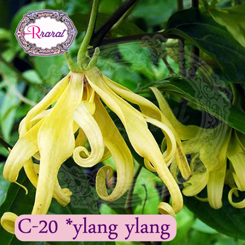 กำยานหอม กลิ่น กระดังงา ( Ylang Ylang).. 500g.