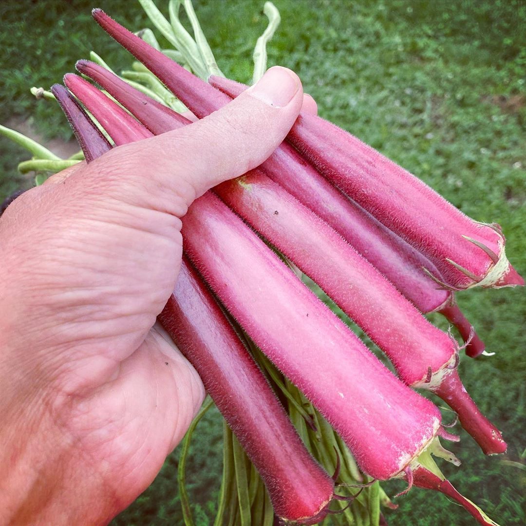 กะเจี๊ยบชมพู โอกินาว่า - Okinawa Pink Okra