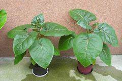 ทามาริลโล่ มะเขือเทศยืนต้น - Tamarillo Tree Tomato