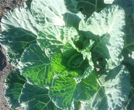 (Whole 1 LB) ปูเล่ฝรั่ง มอริสเฮดดิ้ง - Morris Heading Collards