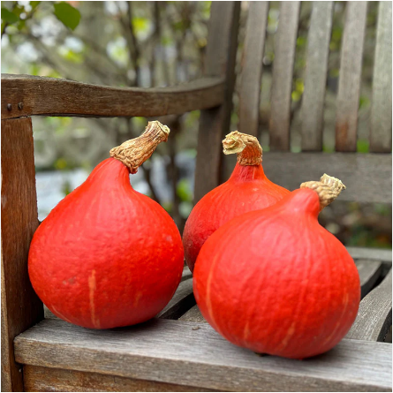 เมล็ดพันธุ์ ฟักทองญี่ปุ่น เรดคูริ Red Kuri Japanese Squash Seed