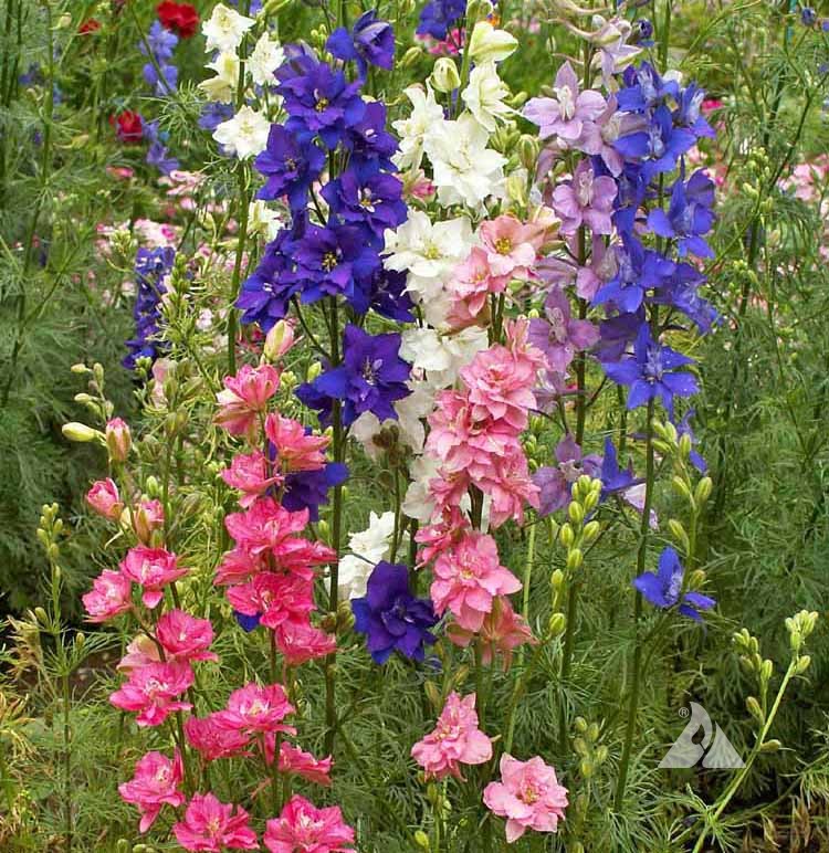 ดอกอิมพีเรียล ร็อคเก็ต ลาร์คสปอร์ คละสี - Imperial Rocket Larkspur Flower