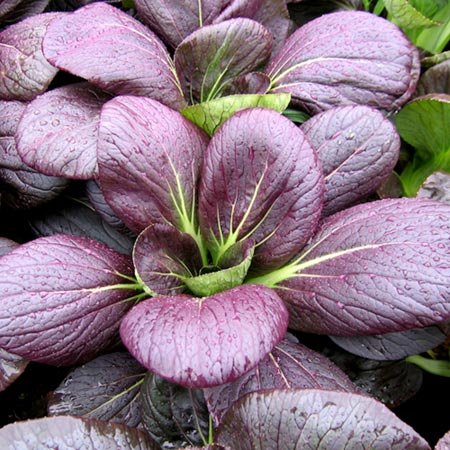 (Whole 1 Oz.) กวางตุ้งฮ่องเต้สีม่วง - Ruby Red Pak Choi