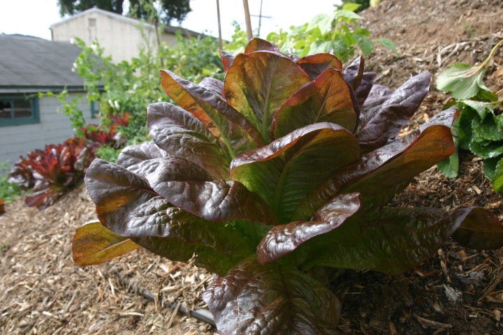 ผัดสลัดแดง เรดโรเมน - Super Red Romaine Lettuce