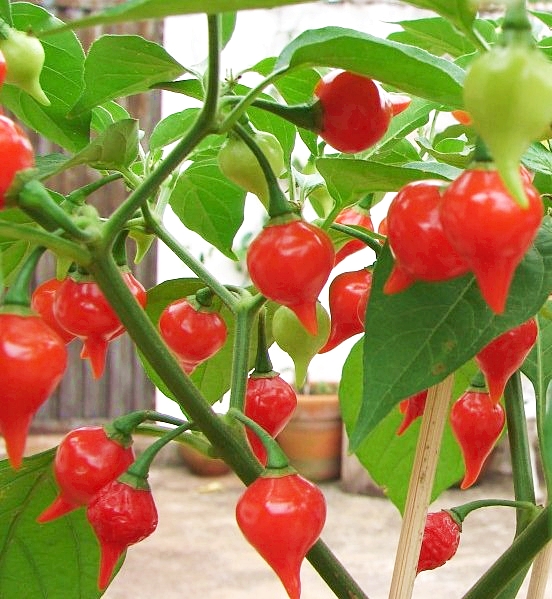 พริกไบควินโฮ - Biquinho Pepper