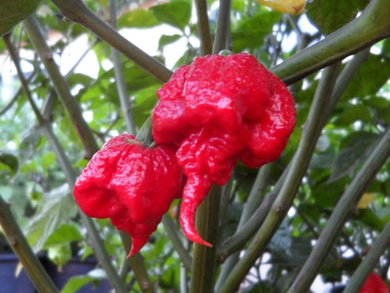 พริกแคโรไลนา รีพเปอร์ - Carolina Reaper pepper F1