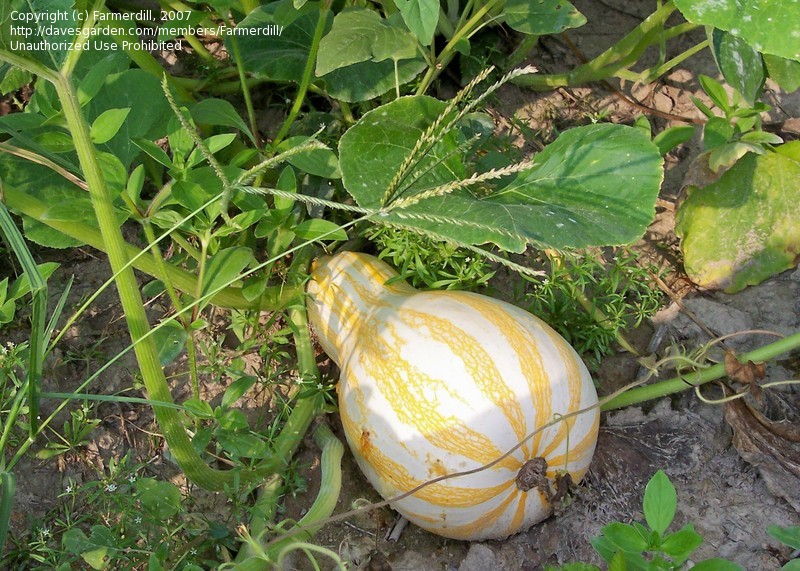 ฟักทองคัสซอว์สีส้ม - Cushaw Orange Striped Squash
