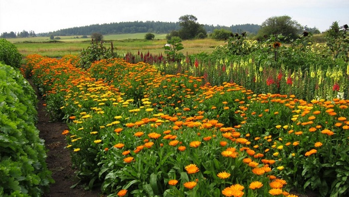 ดอกคาเลนดูล่า คละสี - Mix Calendula Flower