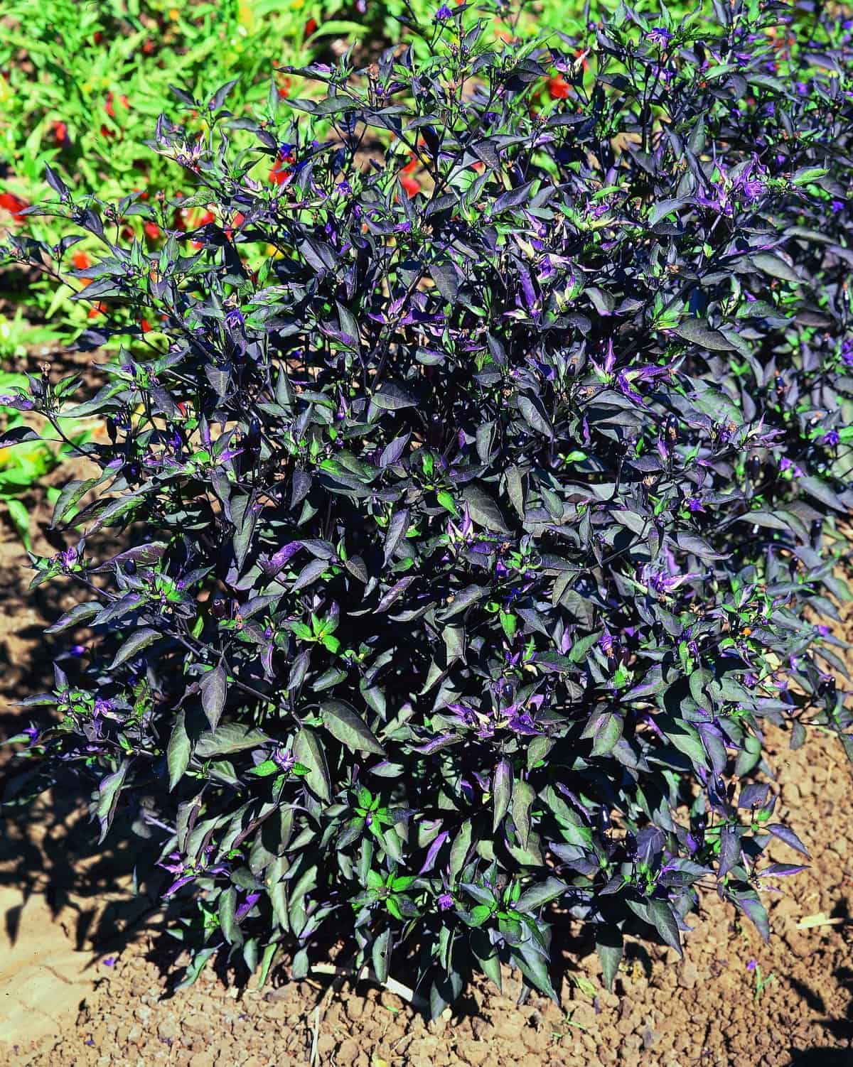 พริกประดับ แบล็คโอลีฟ - Black Olive Pepper