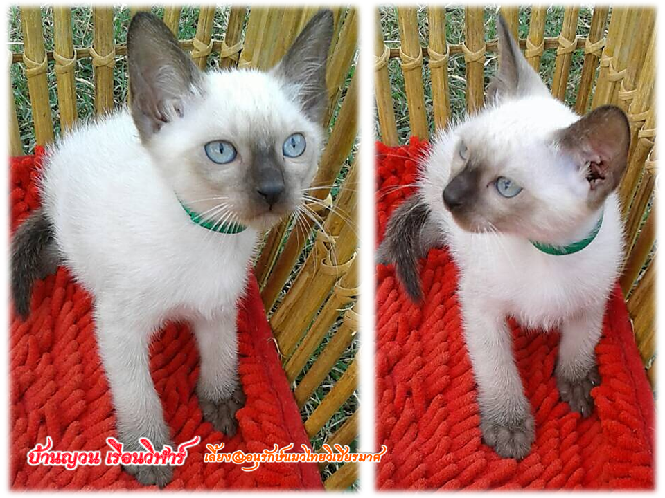 น้องแมว 21/12/58