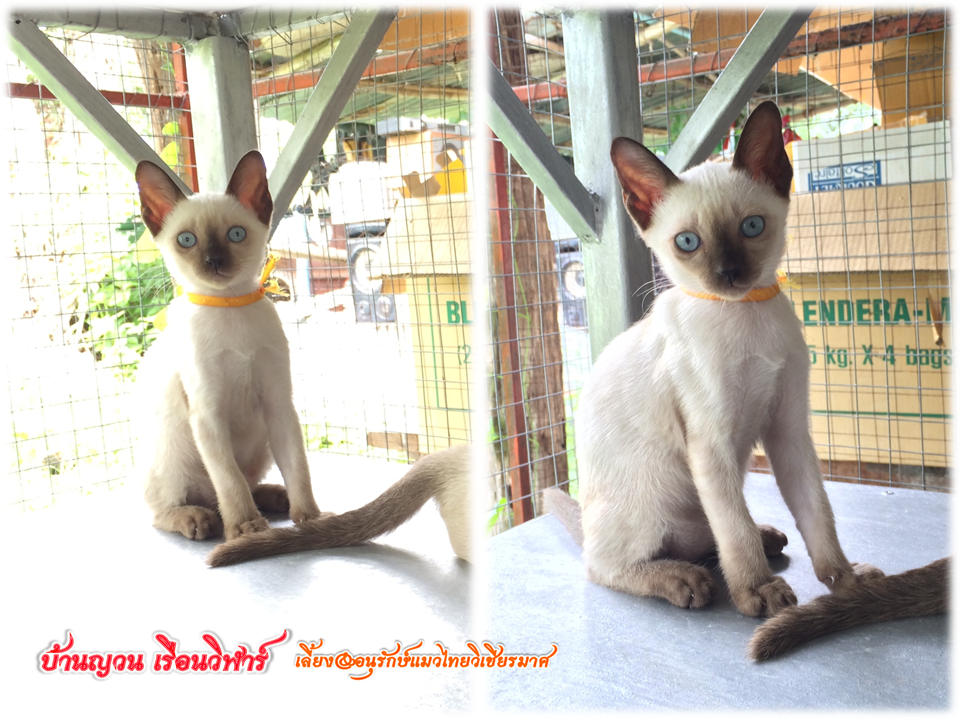 น้องแมว 18/6/2559