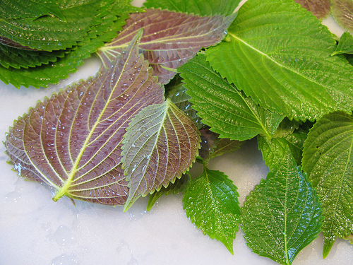 (Whole 1 Oz) เมล็ดพันธุ์ ใบงาเกาหลี ซิโซะเกาหลี - Korean Perilla Shiso Seed