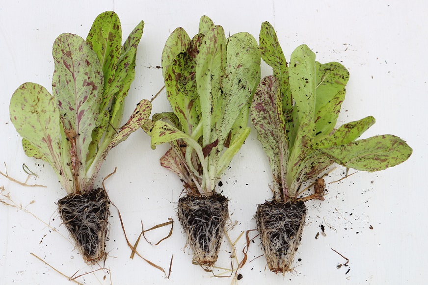 สลัด ฟรีคเคิล - Freckles Lettuce