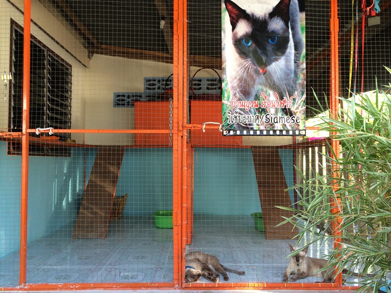 เรือนวิฬาร์