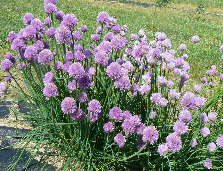 ต้นหอมฝรั่ง(ไชว์ส) - Common Chives