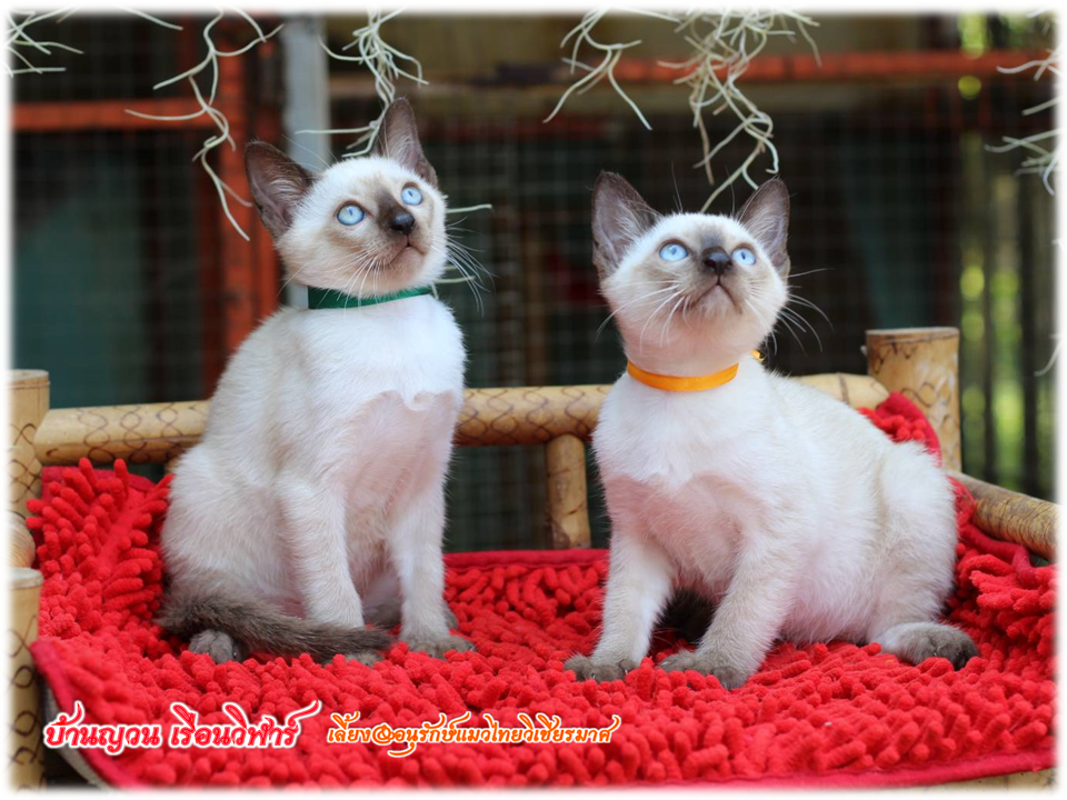 น้องแมวมมาใหม่ 2/2562