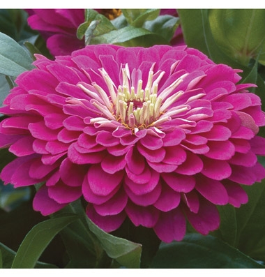 ดอกบานชื่นสีม่วง - Mixed Purple Zinnia Flower