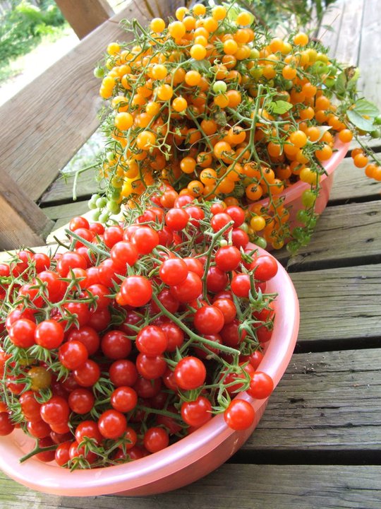 มะเขือเทศ เคอเร้น เยลโล่ - Currant Yellow Tomato