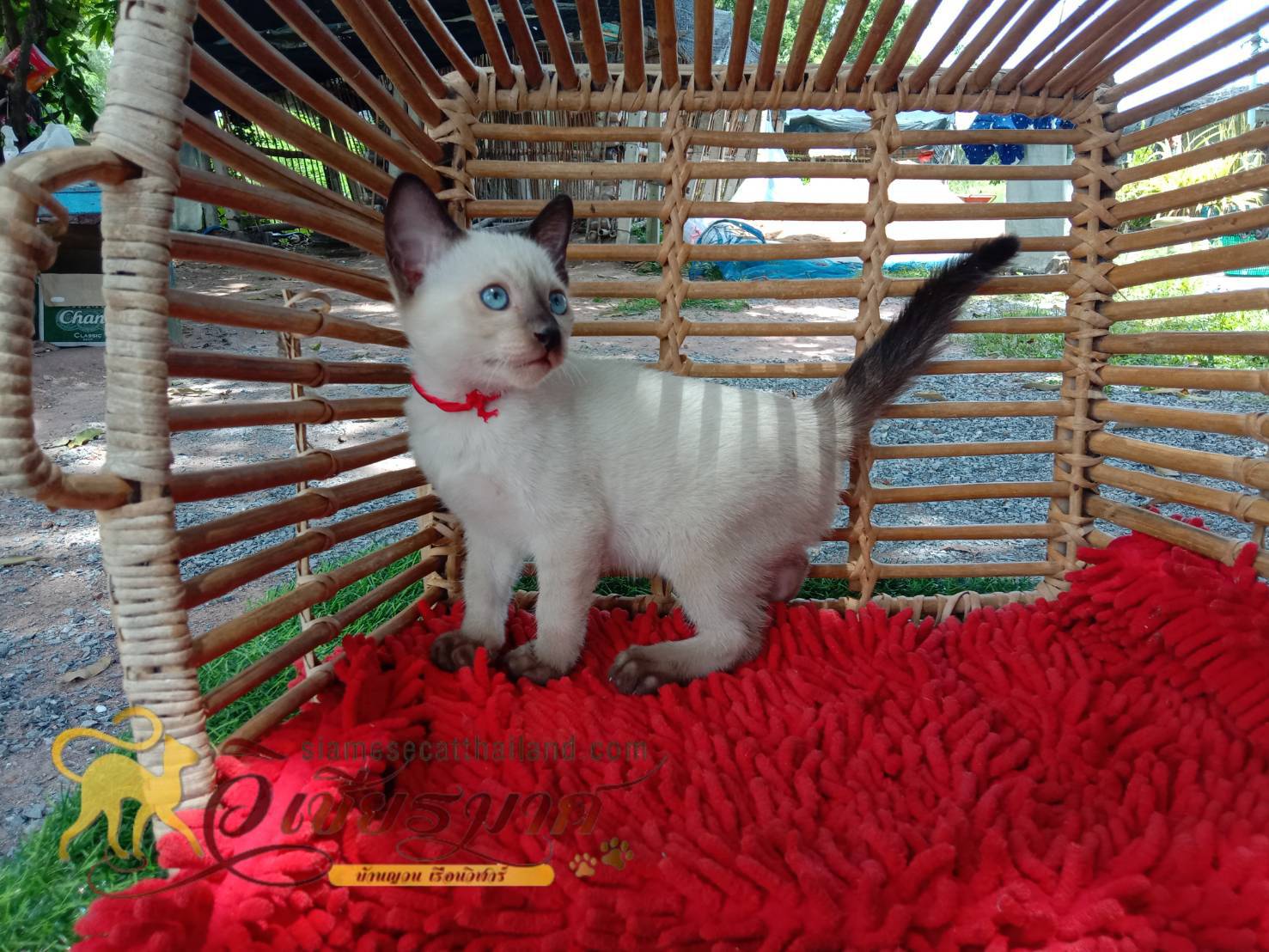 ลูกแมววิเชียรมาศรุ่น 8/2568